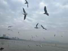 -深圳湾公园(南山区)