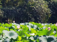 -成都杜甫草堂博物馆