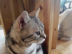-共舞时光猫咖·狗咖(新街口店)