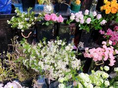 -ChaKo Flora ·茶子花艺 (市北店)