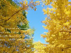 -长白岛森林公园