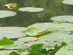 -南宁南湖公园