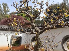 -龙翔小猪脚(龙头街店)