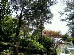 -汉拿树木园