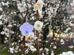 -梅花山(明孝陵内)