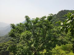 -大岭沟猕猴桃谷风景区