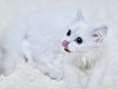 -翊宠yipet猫狗购宠庄园犬舍•猫舍