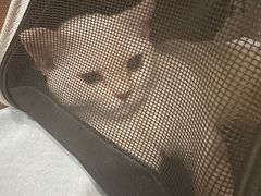 -中农国际动物医院24小时·猫科·骨科·急重症中心