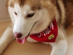 -Husky Go! 哈士奇体验馆·宠物咖啡厅狗咖