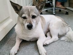 -安安宠医·安宠宠物医院