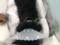 -达爱动物医院·犬猫分区·CT·复杂眼科(远洋山水分院)