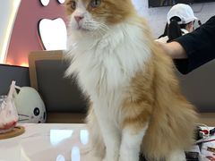 -喵园·猫主题咖啡厅·撸猫·猫咖(国贸店)