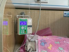 -北京观赏动物医院·24小时大型综合·猫专科·异宠专科