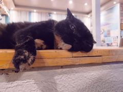 -猫小院猫主题咖啡厅(北锣店)