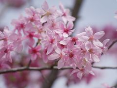 -顾村公园