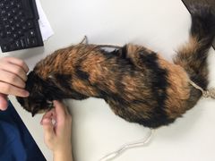 -瑞派动物医院·猫专科·至诚(江南中分院)