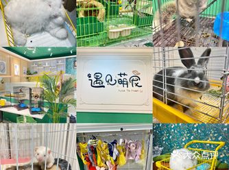 深圳首家|安格鲁貂体验馆来啦