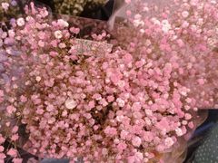 -循礼门鲜花花市(武汉循礼门店)