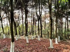 -铁山坪森林公园