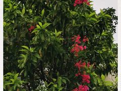 -云溪植物园