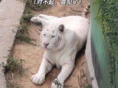 -西霞口神雕山野生动物世界