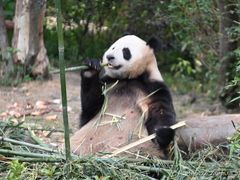 -成都大熊猫繁育研究基地
