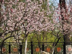 -桃花堤公园