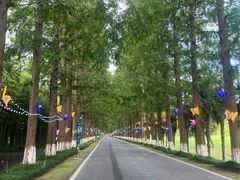 -黄海国家森林公园