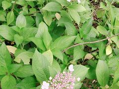 -杭州城北体育公园