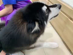 -宠福鑫康馨动物医院·骨科·眼科