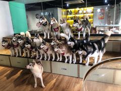 -Husky Go! 哈士奇体验馆·宠物咖啡厅狗咖