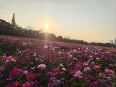 -海珠湖公园