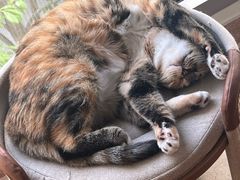 -纳吉亚猫专科动物医院博雅分院