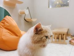 -飞行喵MR PILOT|猫舍·猫咖(静安大融城店)
