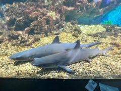 -海合安武汉极地海洋公园
