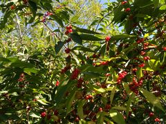 -永定河休闲森林公园