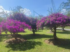 -中国科学院西双版纳热带植物园