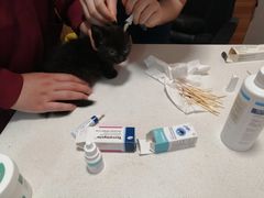 -瑞派·关忠动物医院·异宠专科·犬猫肿瘤·皮肤专科(望京店)