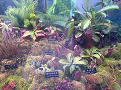 -中国科学院西双版纳热带植物园