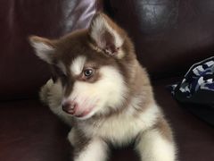 -佳百利宠物(荣乐中路115弄小区店)