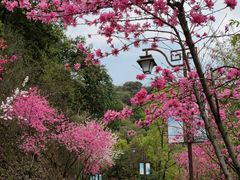 -杭州半山国家森林公园