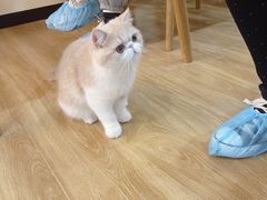 -滚猫咖啡·猫咖·猫友好撸猫(未来城店)