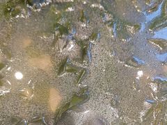 -徽三说·土徽菜·中国徽菜连锁品牌(一中店)