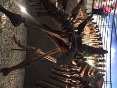 -国家自然博物馆