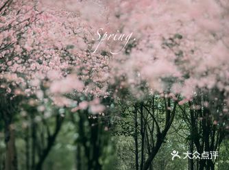 春天拍花花/红叶李大片花林/日系拍摄