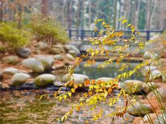 -上海共青森林公园