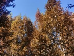 -桤木河湿地公园