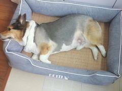 -PETKIT小佩宠物(古北店)