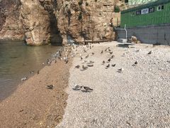 -海驴岛(荣成市)