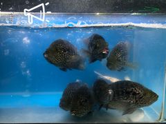 -盒马鲜生(王府广场店)